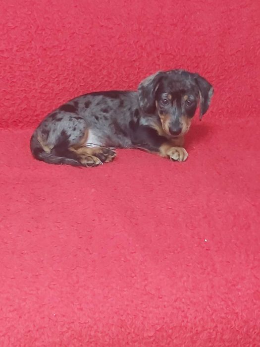 Pui teckel blue merle