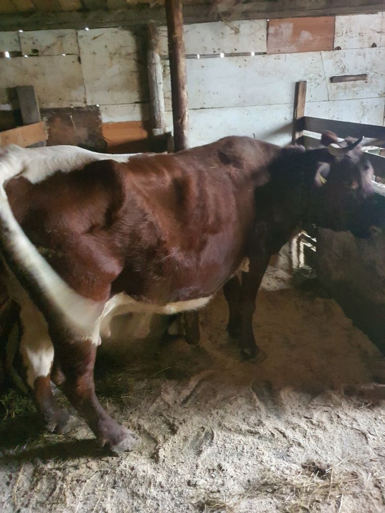 Vaca de vanzare gestanta