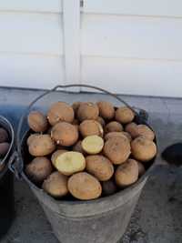 Продаются семена картофеля