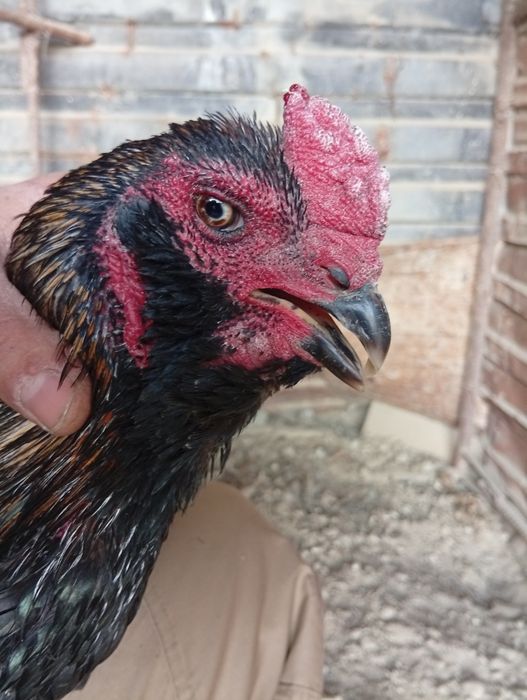 Бразильский соколик хуроз сотилади