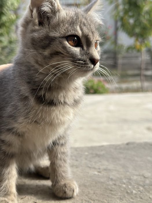 Бесплатно котята