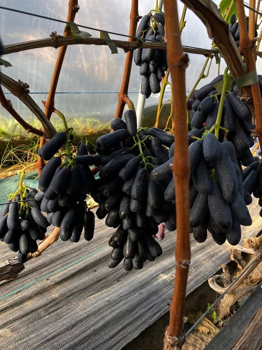 Vita de vie la ghiveci set de 10 soiuri