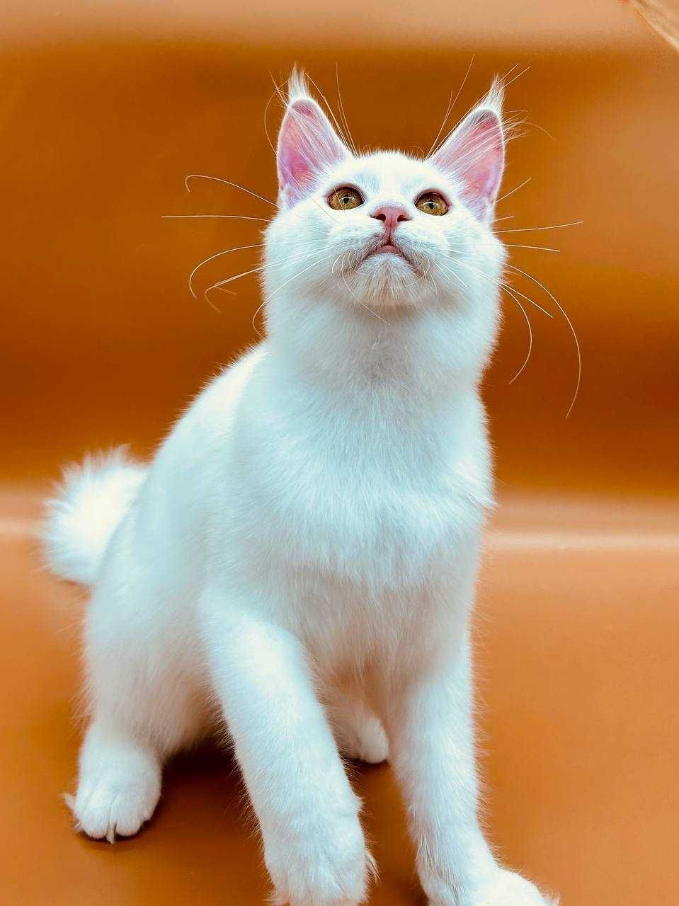 Pisica Femela Maine Coon cu pedigree (WCF AUTORIZATA) Livrarea