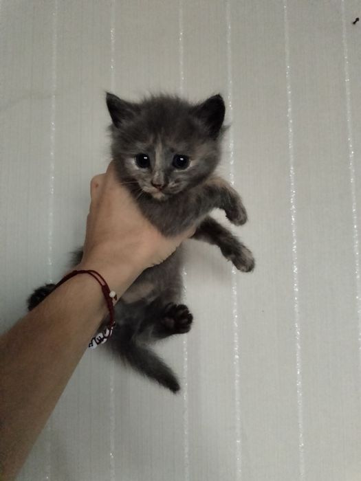 Отдам котенка в добрые руки