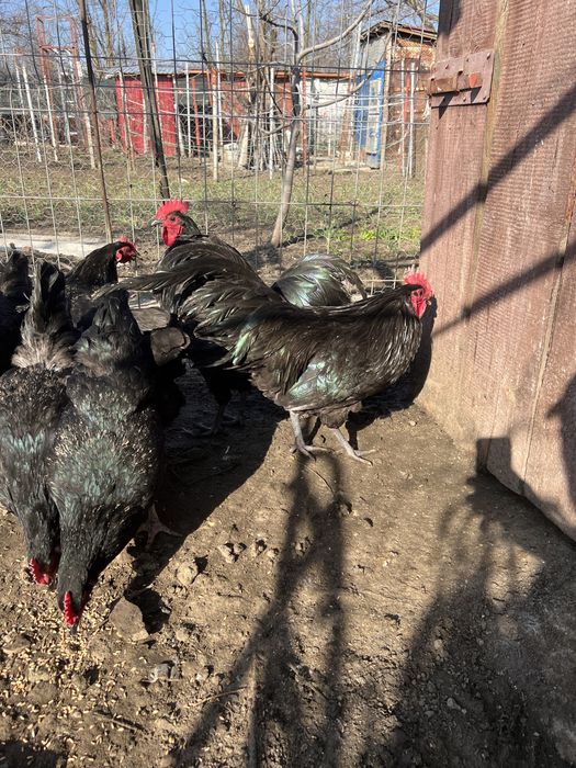 Ofer spre vanzare din tineret de anul trecut .