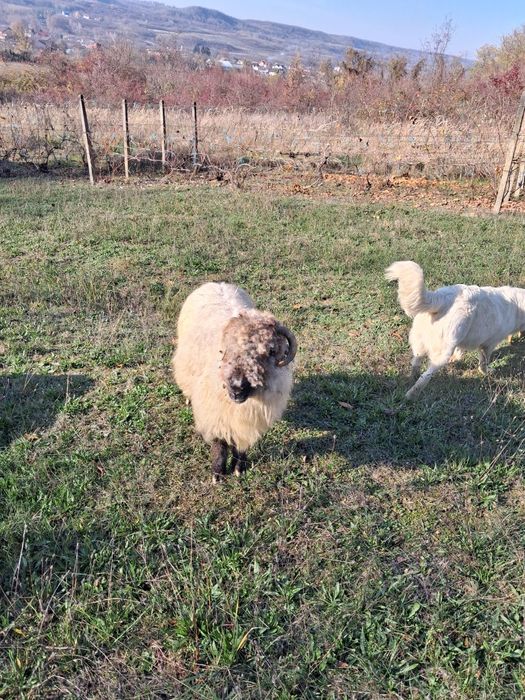 Vând o oaie bucălae