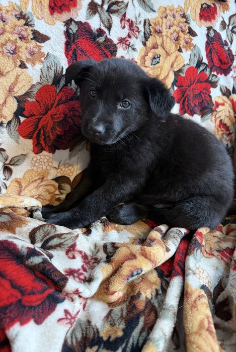 Catelusa ciobanesc german cauta casuta