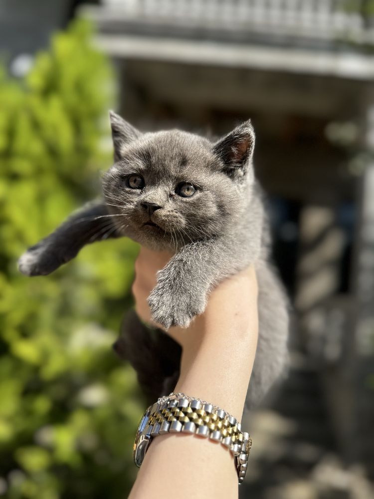 котята - скотиш фолд и скотиш страйт