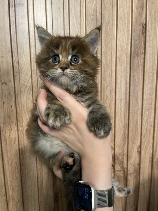 Котята породы мейн-кун (полидакты)