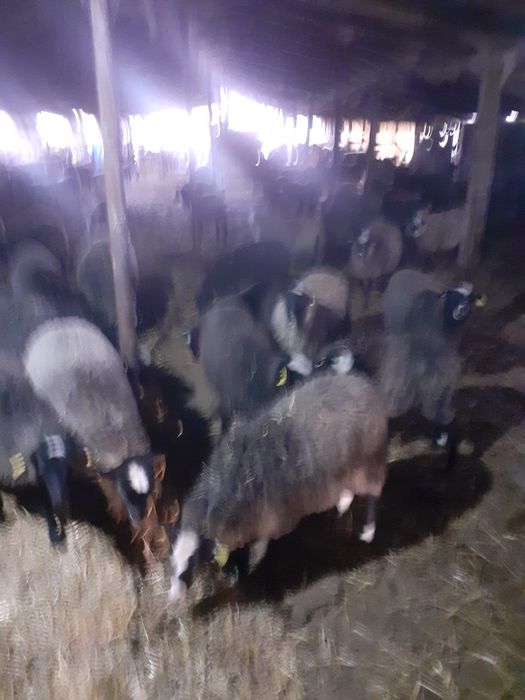 Miele romanov de vânzare