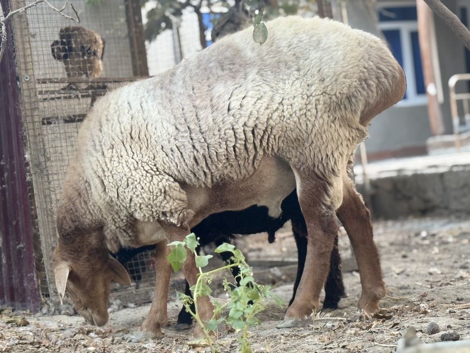 Qo'chqor sotiladi qazoqi 10mln yana kelishiladi