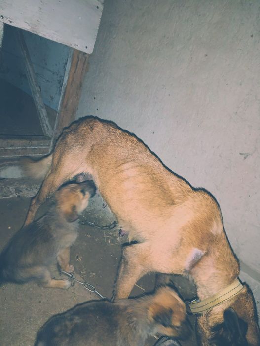 Belgiya afcharkasi ,,malinua " bolalari