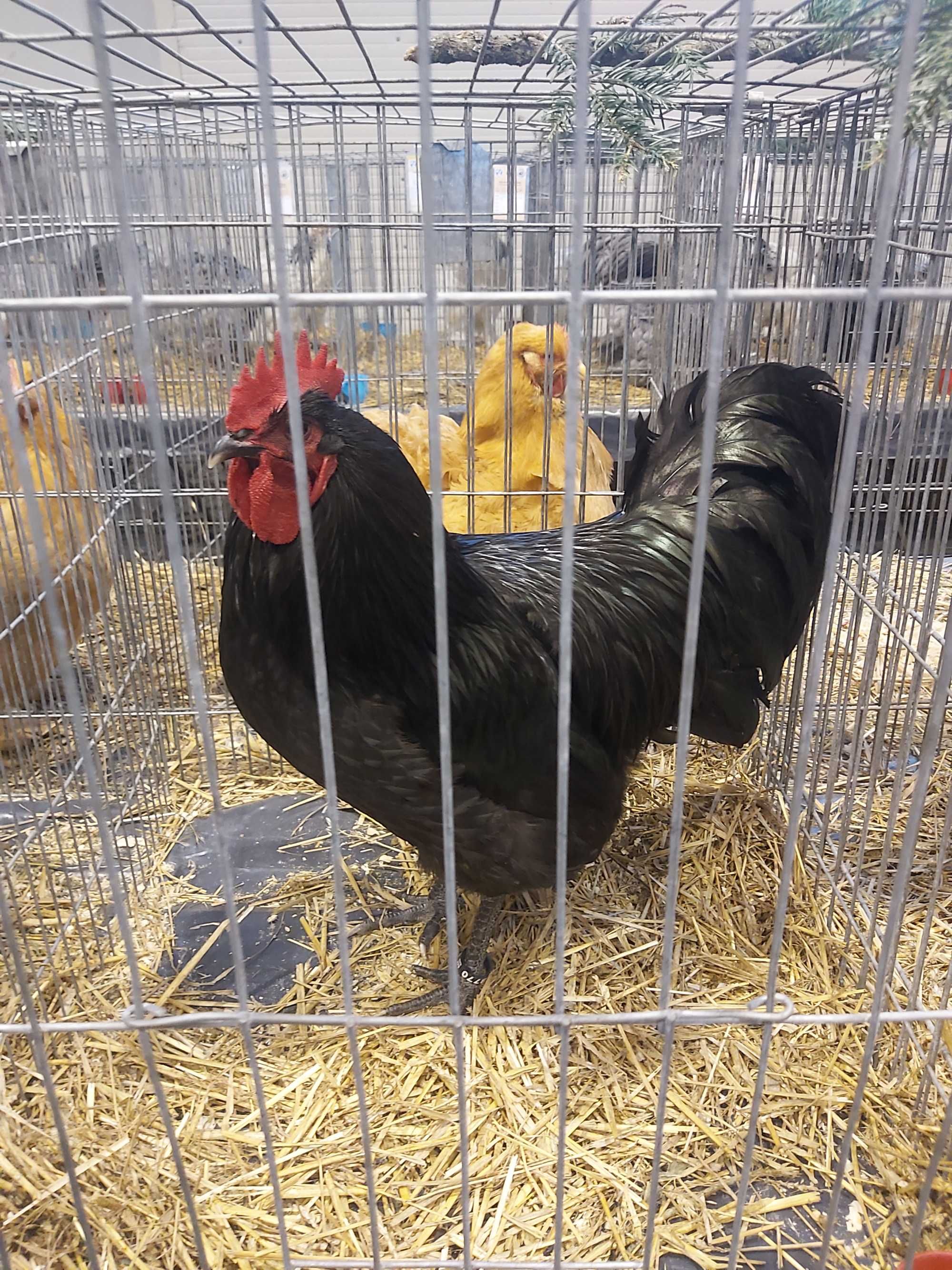 Cocosi australorp pe negru si albastru