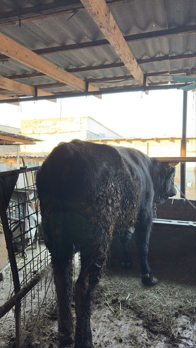 Продается бычок.