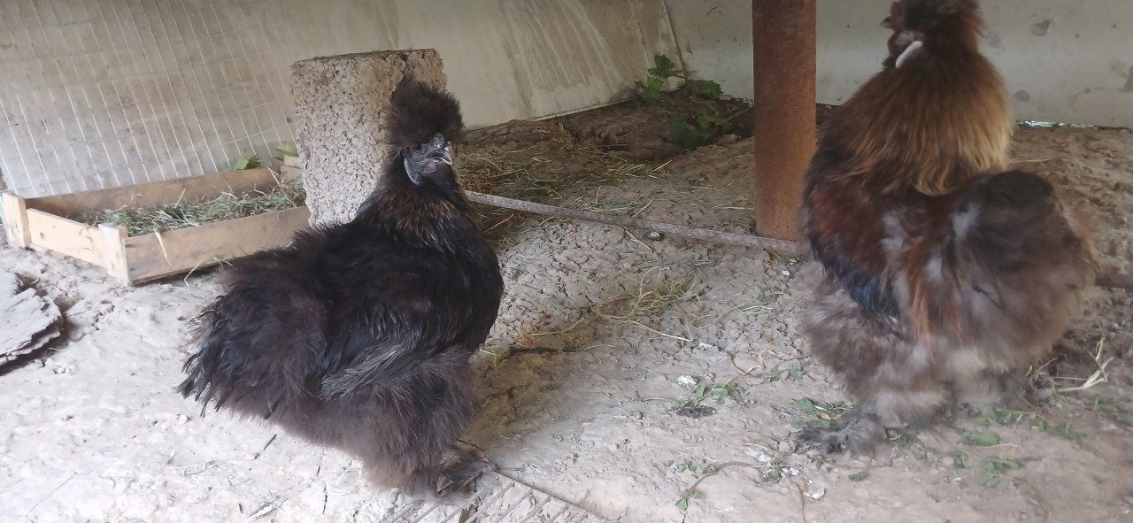 Sog'lom sifati alo darajada