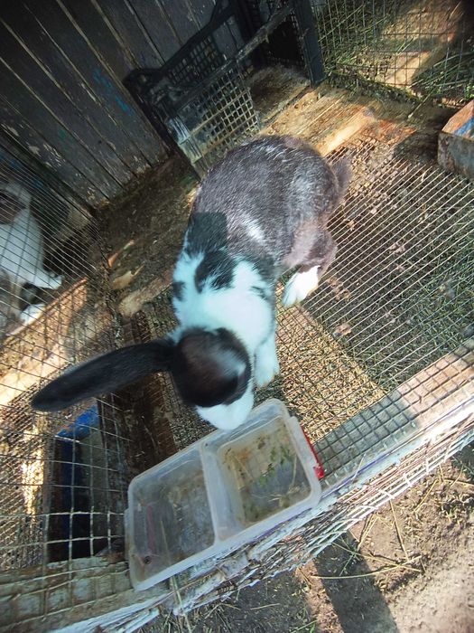 Micul fermier de iepuri