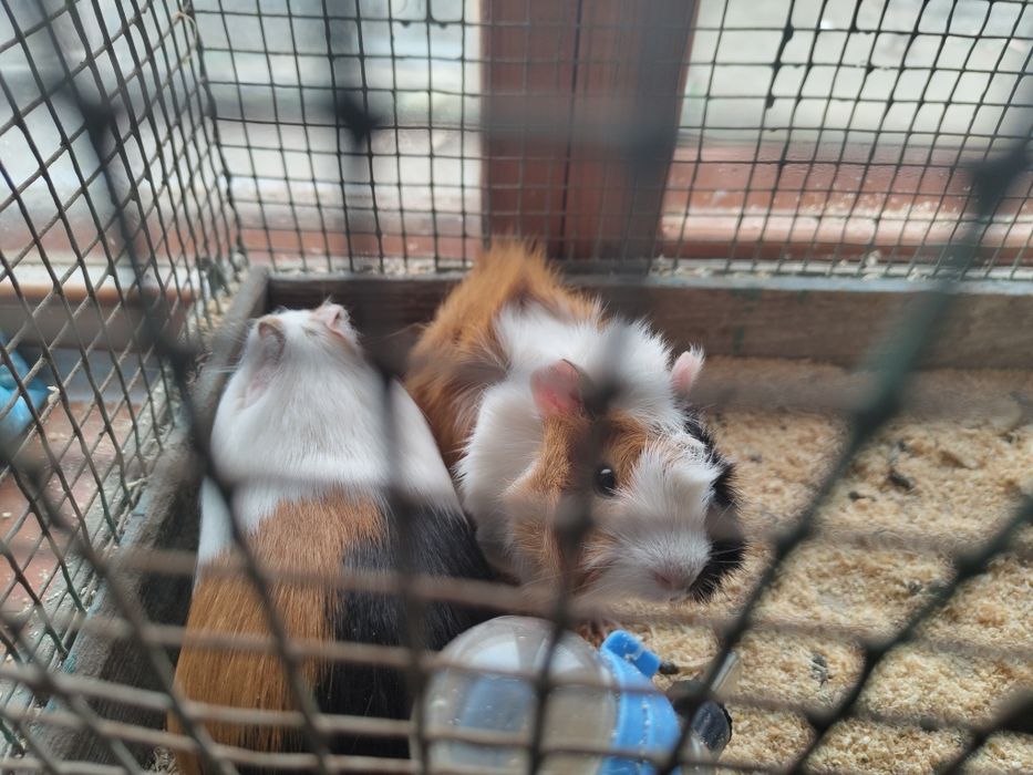 Морские свинки , самка самец