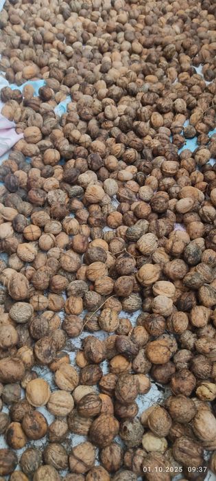 Горный грецкий орех