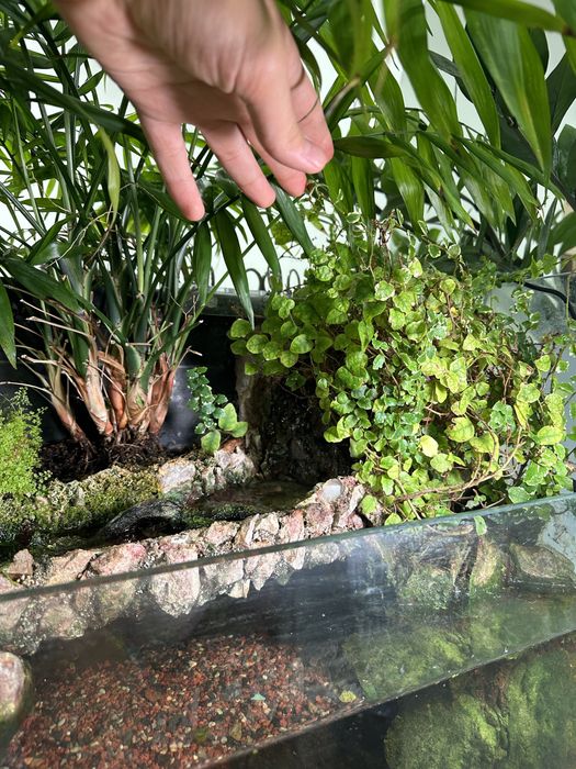 Продаю полидариум