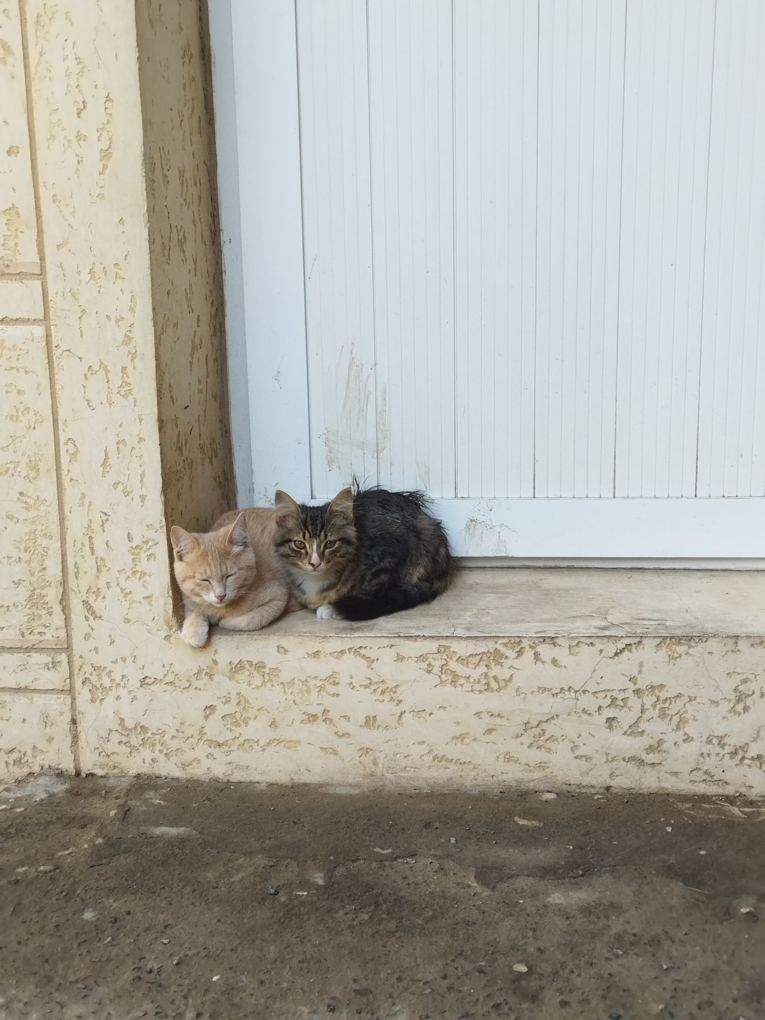 Отдам даром котят