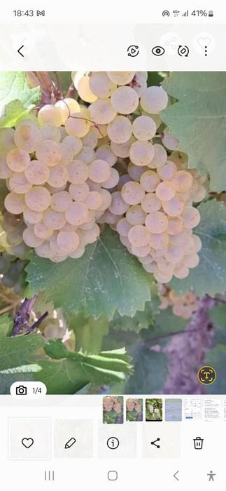 Vând struguri de vin productie 2025