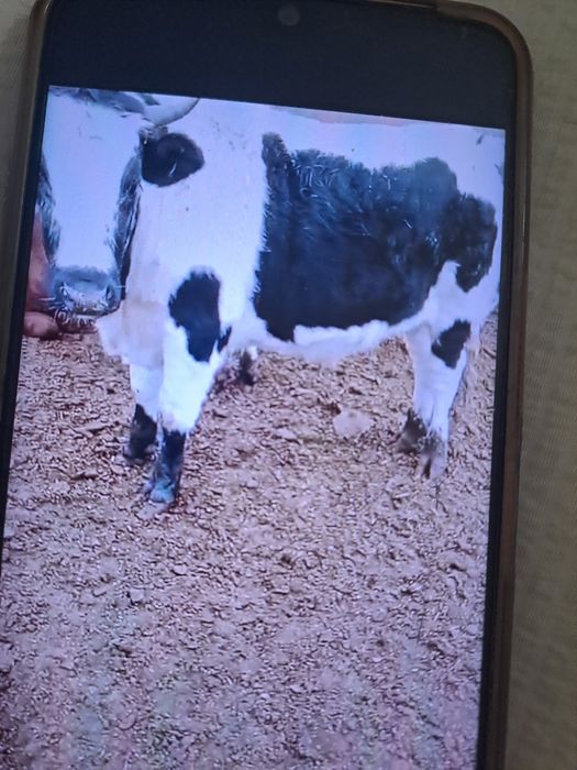 Продаётся 2 бычки