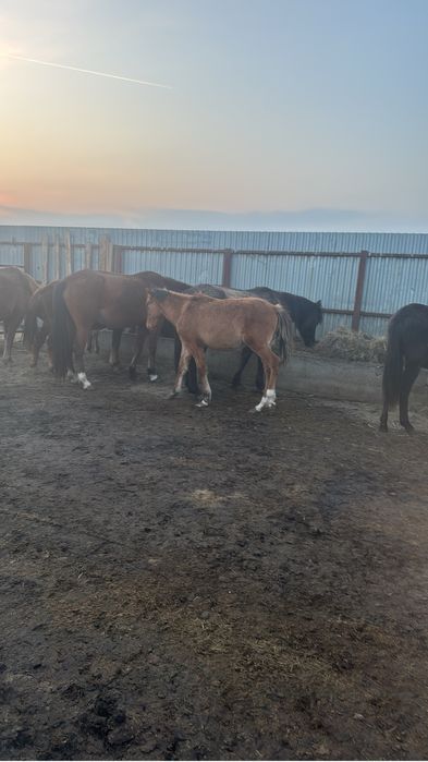 Продам жеребенка   Жабагы