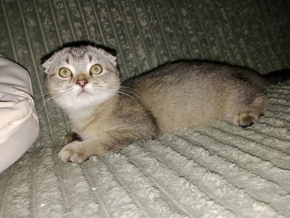 Котята Скоттиш фолд девочки и мальчики