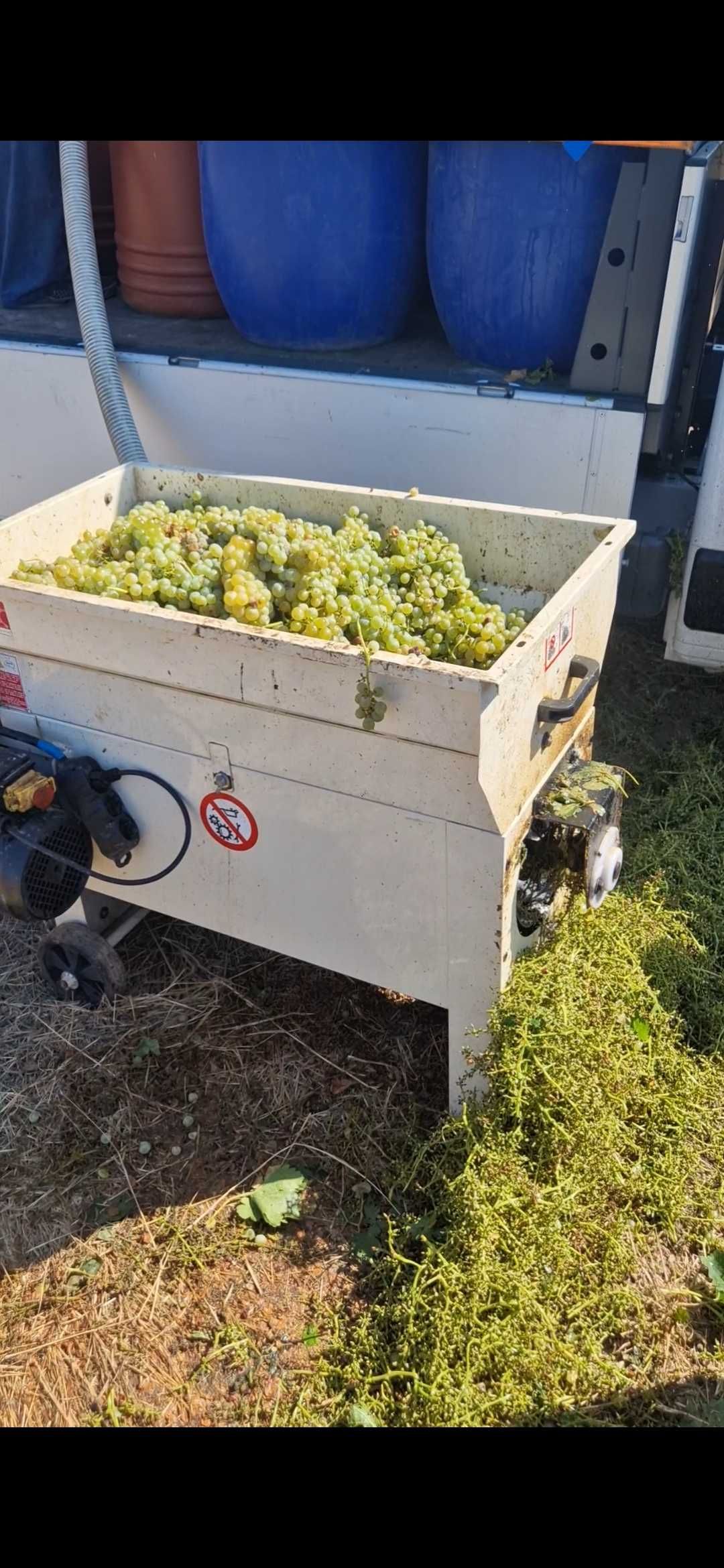Продавам грозде Мускат Отонел