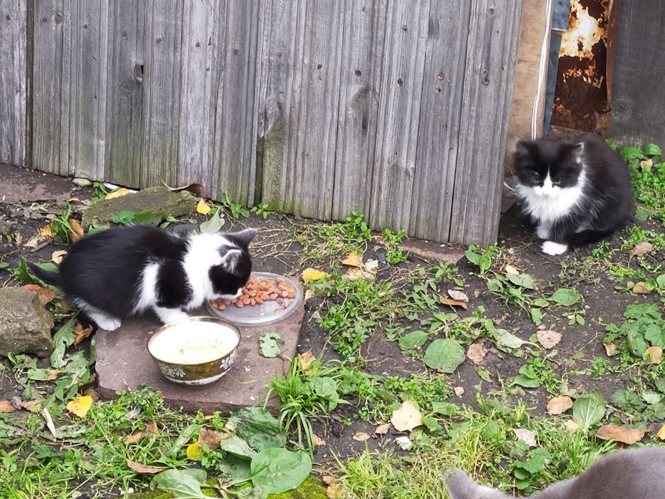 Котята  4 штуки июльские