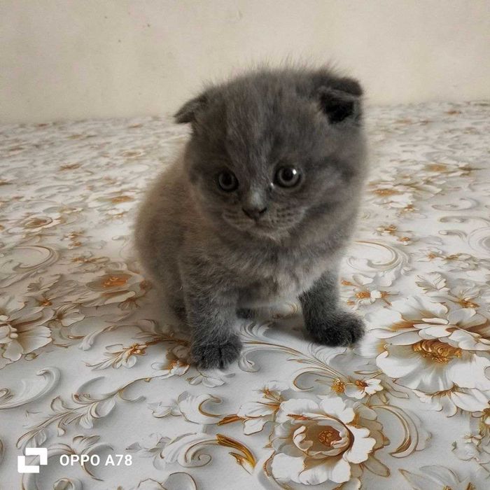 Britanskiy mushukcha