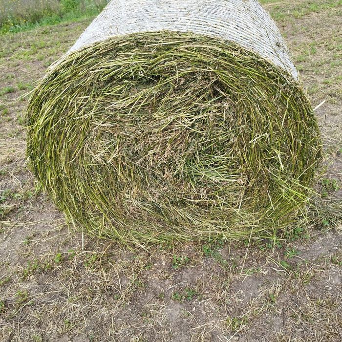 Baloti lucerna sau Fan.Rotunzi min.40.drept.500.La TIR.Pomi fructiferi