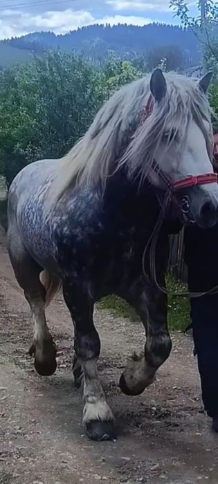 Armăsar percheron pentru monta