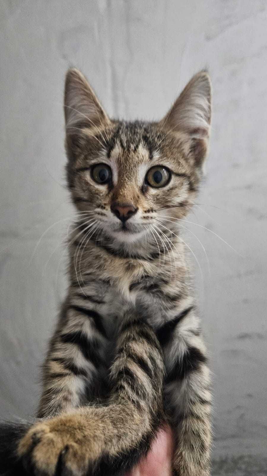 красивый котёнок ответственным людям