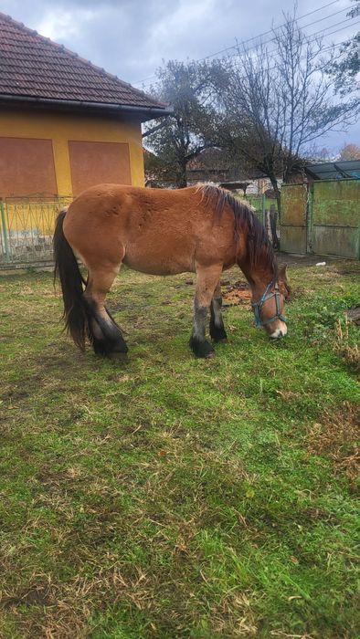 Vând mânză de 2 ani