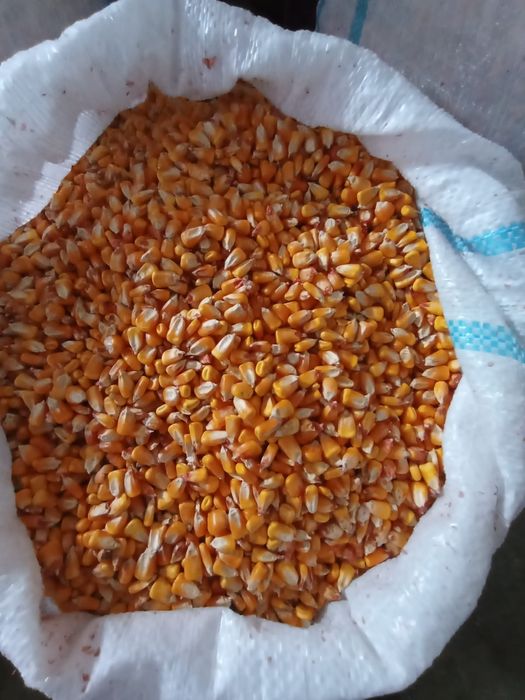 Porumb boabe foarte frumos