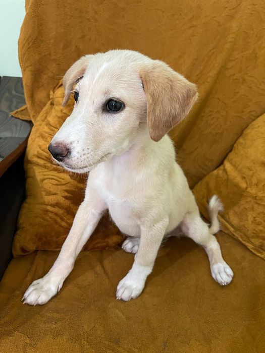 Щенки дворняжки(девочки)