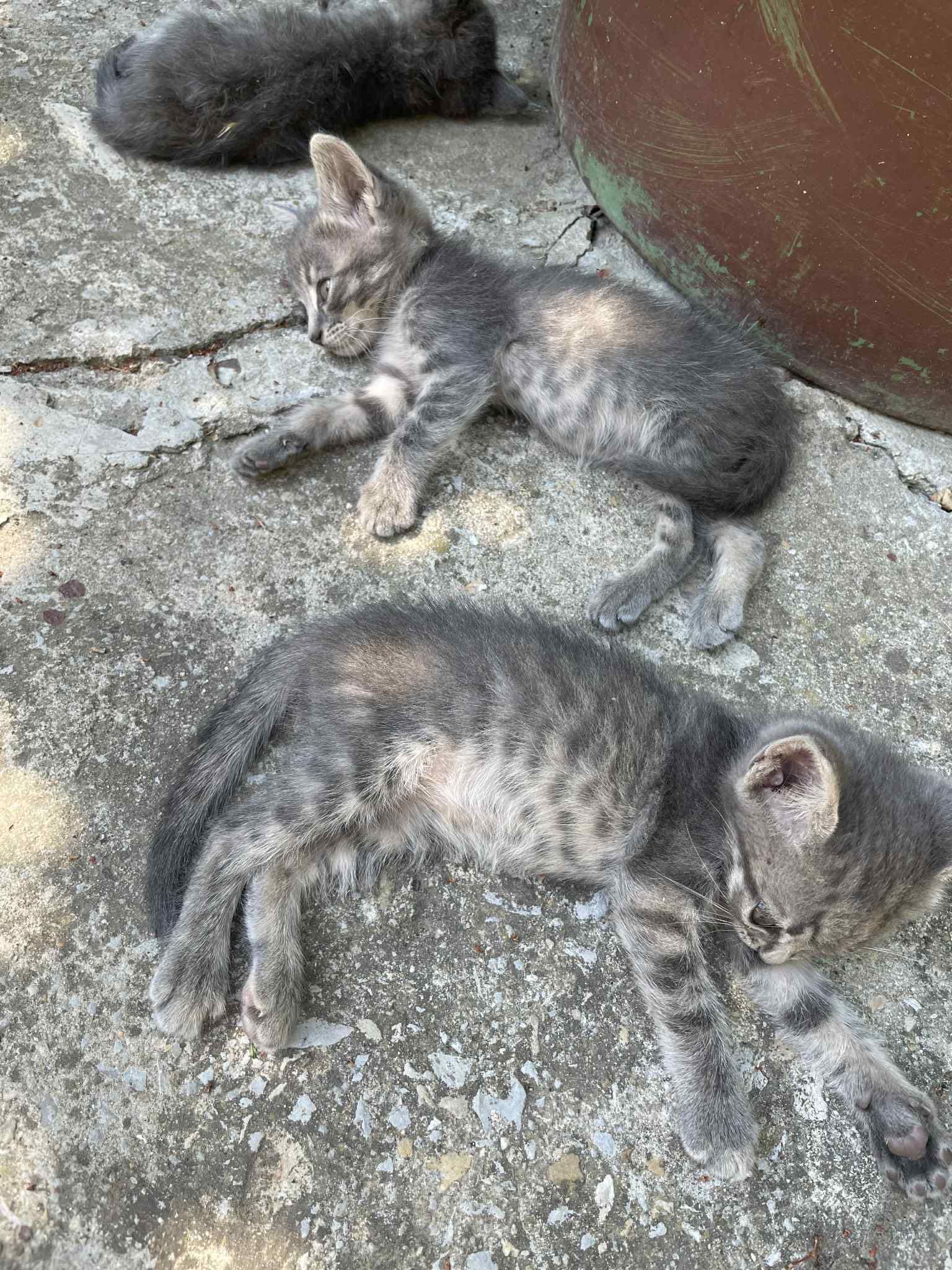 Подарявам 4 котенца
