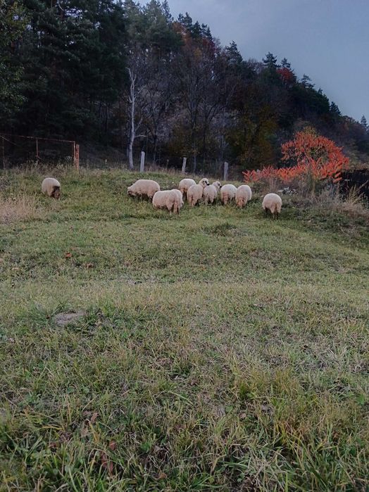 Vând 10 oi reformă