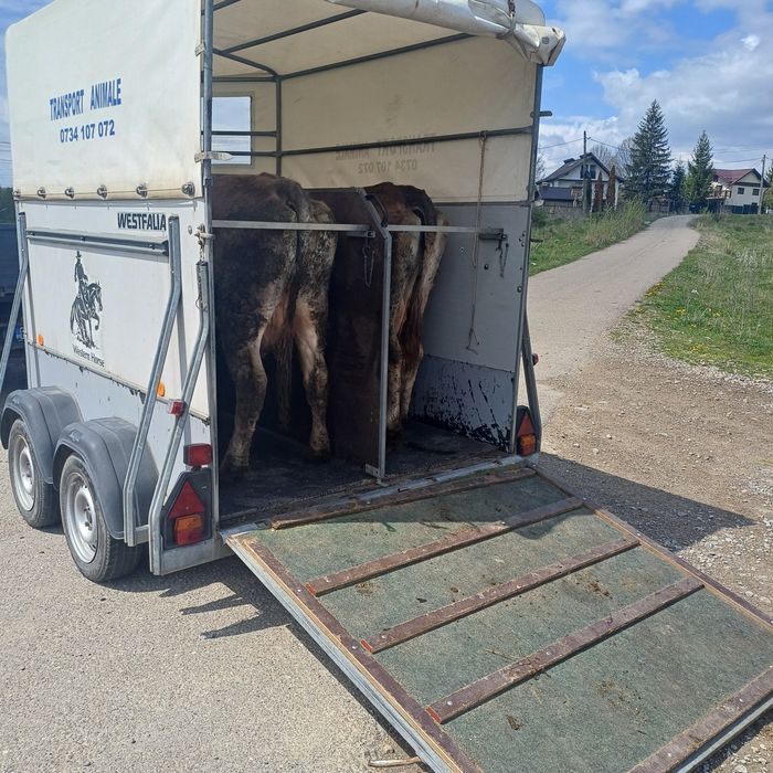 Transport animale vii,cai,vaci,etc