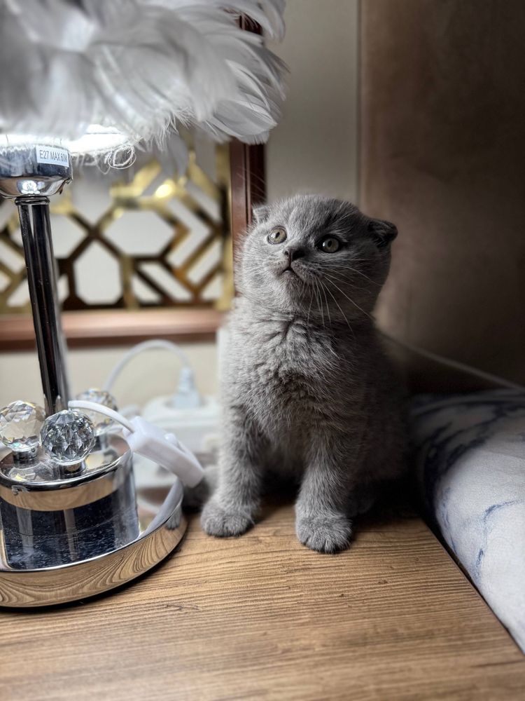 Продаются котята