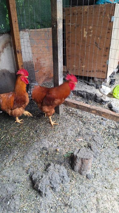 Vand cocoși de 1 an