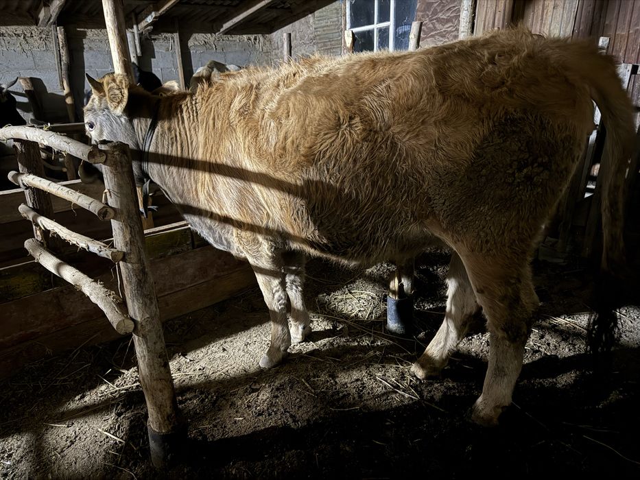 Семиз сиыр сатылады. Продам жирную корову