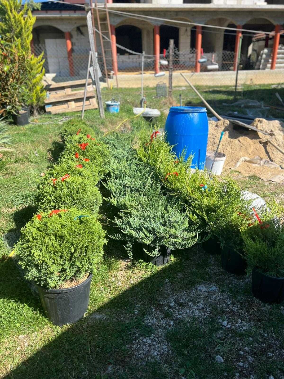 Amenajează-ți grădina cu plante ornamentale superbe