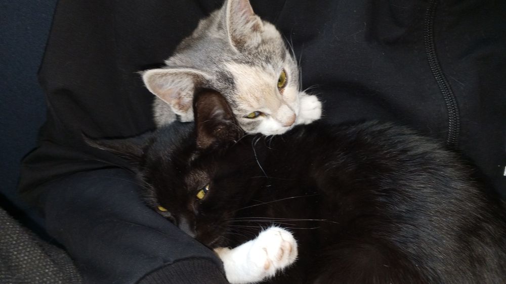 Отдам даром в добрые руки котёнка, очень спокойная.