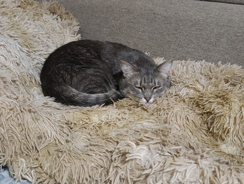 В добрые руки кошечку