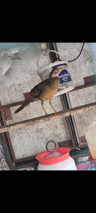 Vand fazani auriu pe rosu/galben