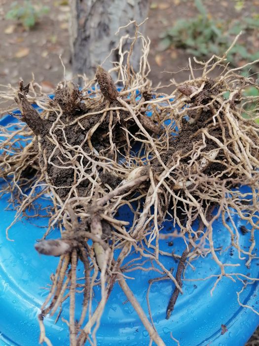 Ландыши майские рассада