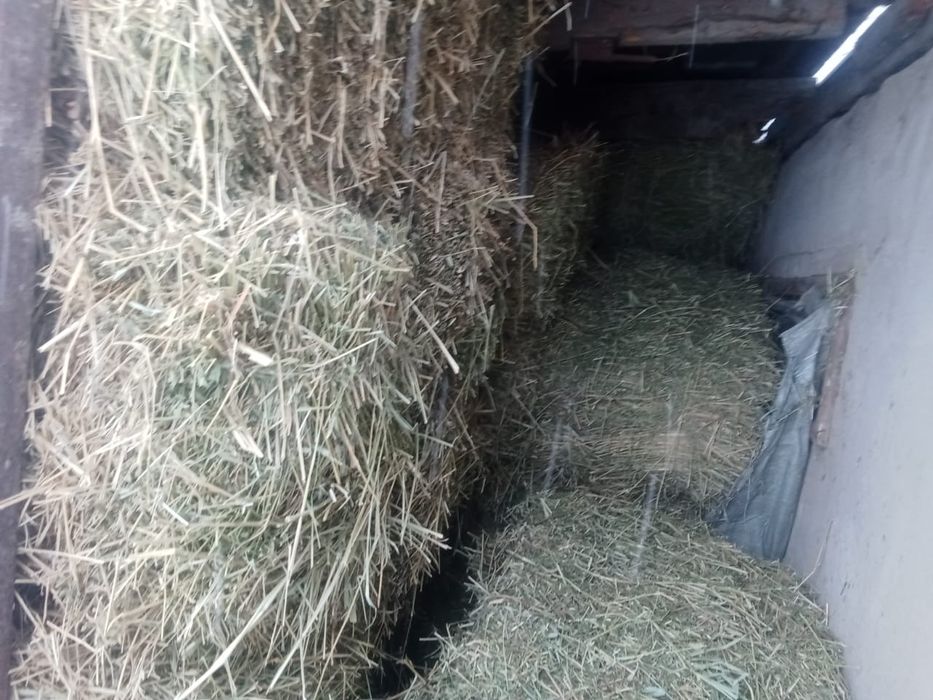 Жонышка кырдын шобы