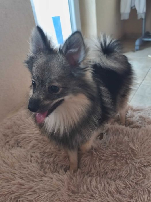 Мъжки Померан шпиц